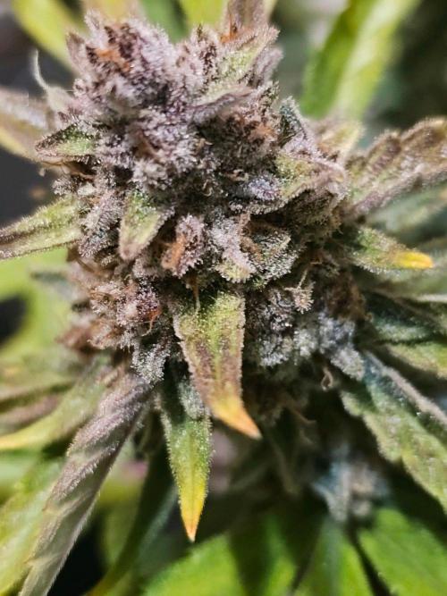 Fastbuds Autos run. Week 11 - Gc day 76 harvest