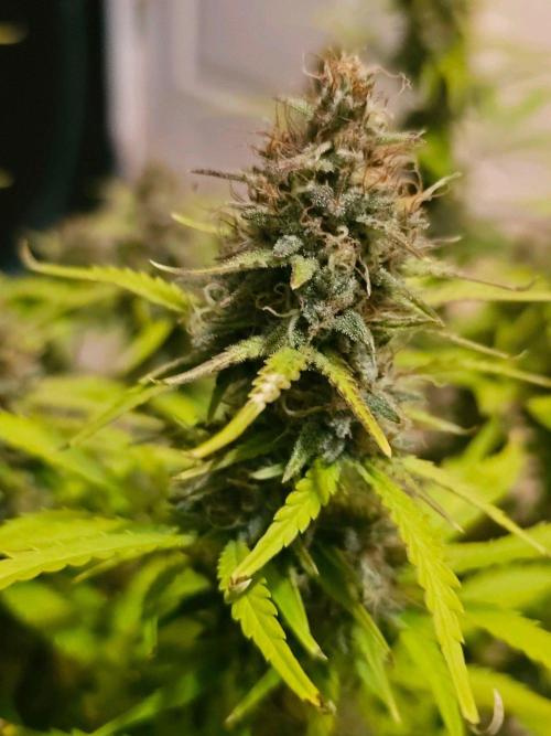 Fastbuds Autos run. Week 11 - BPP day 76