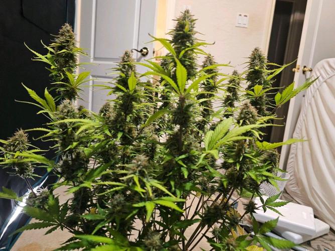 Fastbuds Autos run. Week 11 - Bpp day 76