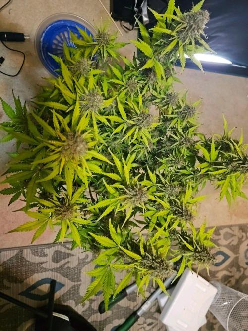 Fastbuds Autos run. Week 11 - Bpp day 76