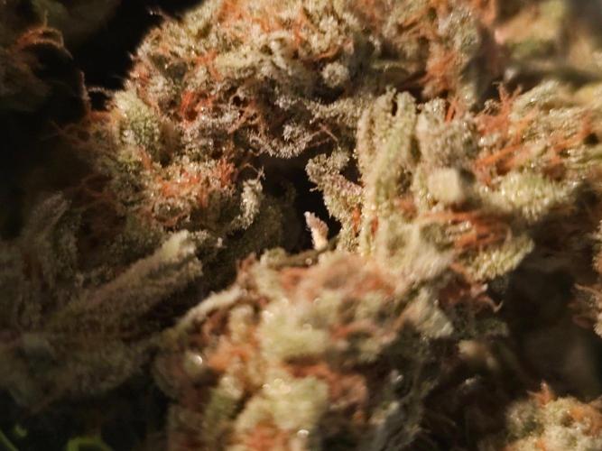 Fastbuds Autos run. Week 12