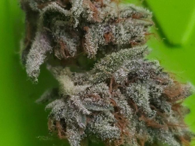 Fastbuds Autos run. Week 12