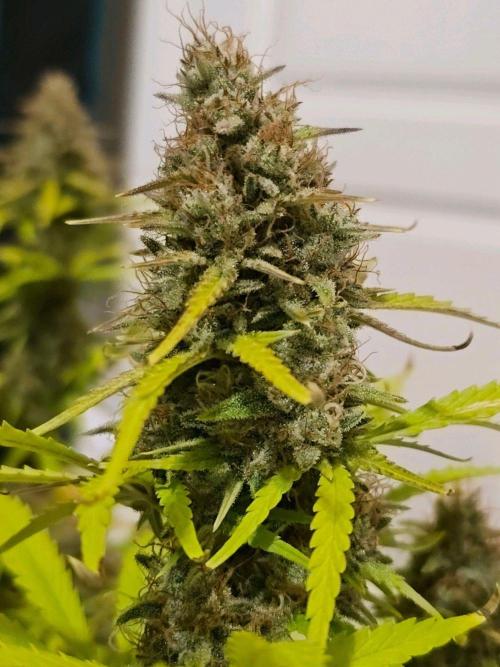 Fastbuds Autos run. Week 12 - Day 84 bpp