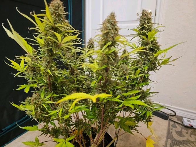 Fastbuds Autos run. Week 12 - Day 84 bpp
