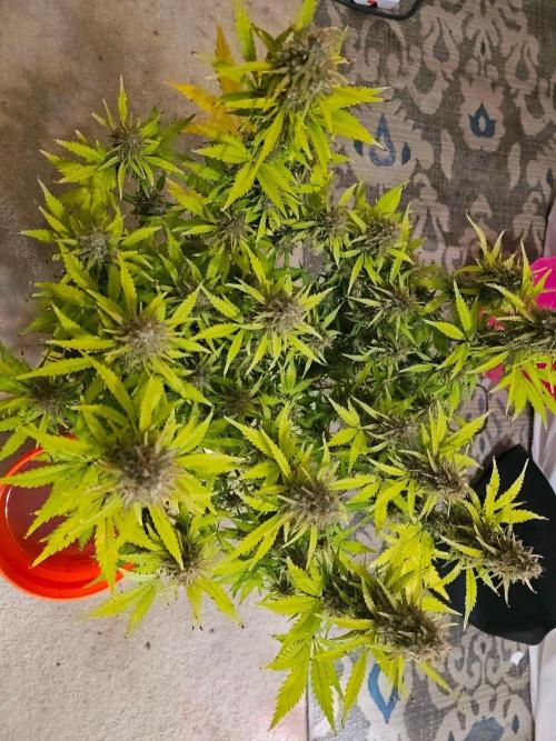 Fastbuds Autos run. Week 12 - Day 84 BPP