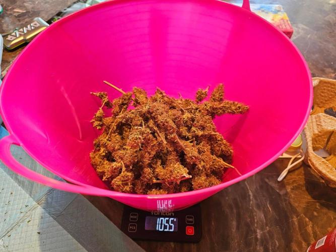 Fastbuds Autos run. Week 14 - Post dry/trim