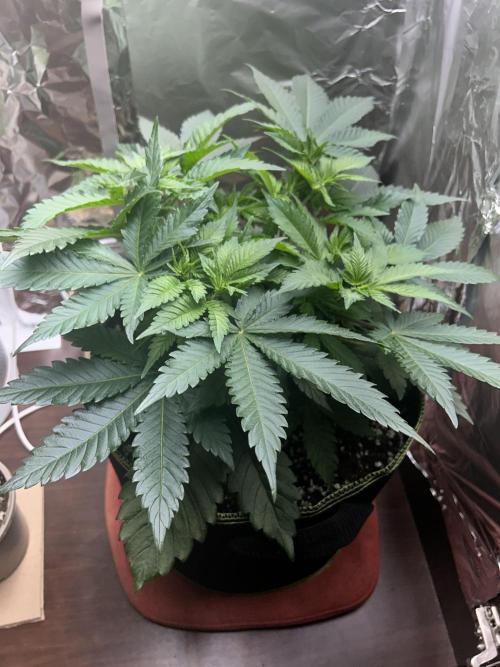 Firsttime grow pink rozay. Week 6