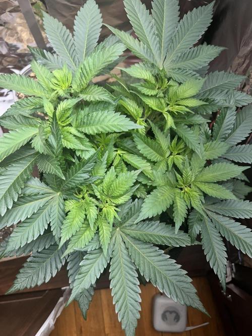 Pink rozay. Week 6