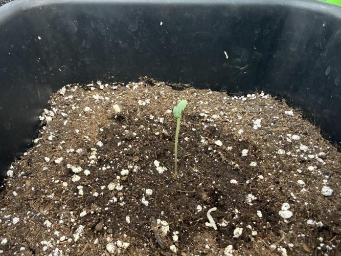 Pinienapfel. Week 1