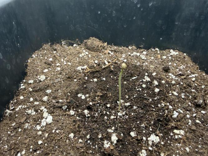 Pinienapfel. Week 1
