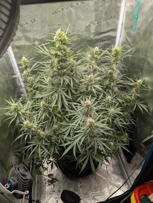 mystery strain. Week 7