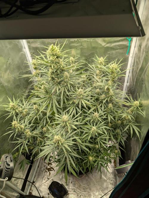 mystery strain. Week 7