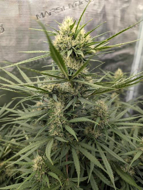 mystery strain. Week 7