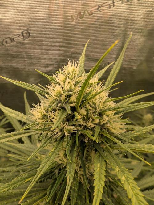 mystery strain. Week 7