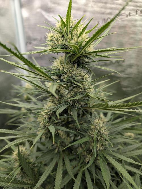 mystery strain. Week 7