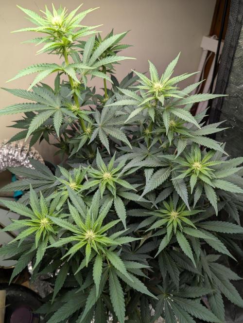 mystery strain. Week 2