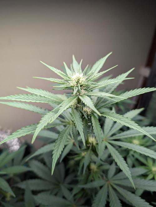 mystery strain. Week 2
