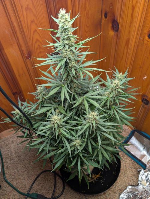 mystery strain. Week 3