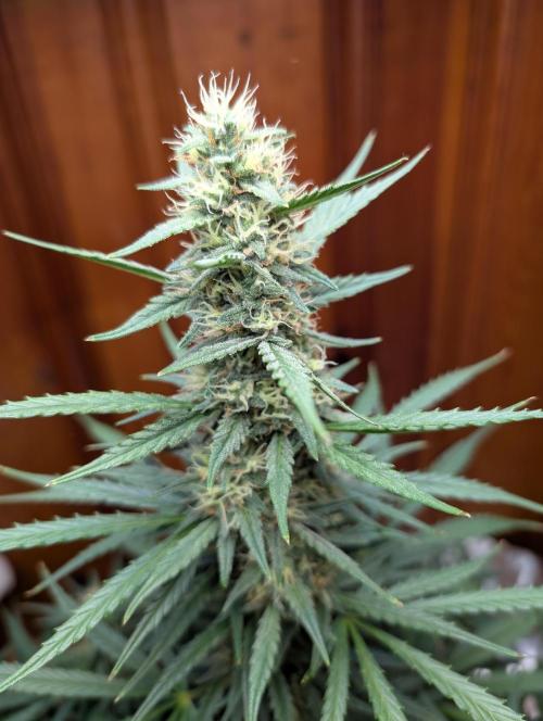 mystery strain. Week 3