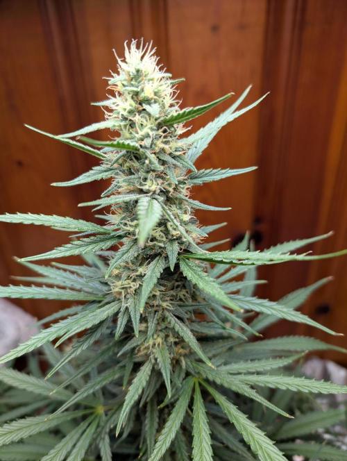 mystery strain. Week 3