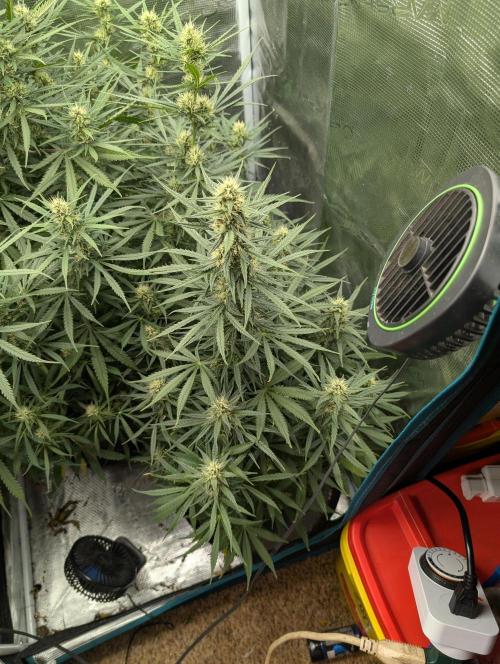 mystery strain. Week 3