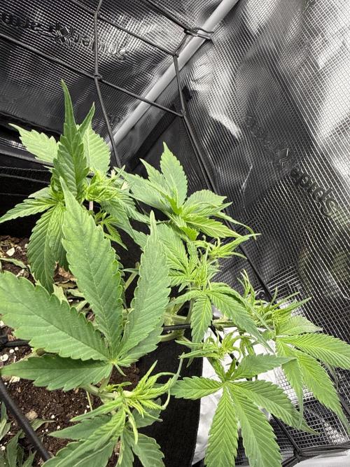Unreleased Champions Mix Auto. Week 2