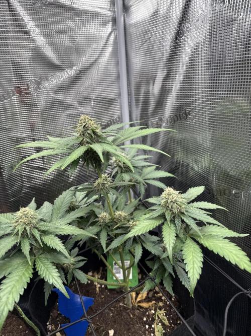 Unreleased Champions Mix Auto. Week 3