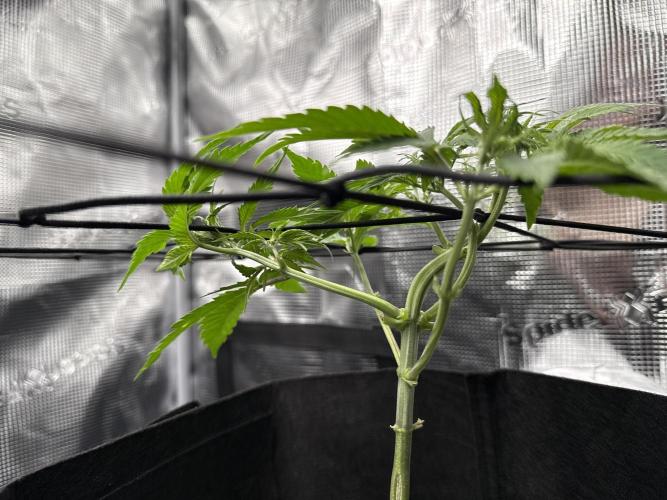 Unreleased Champions Mix Auto. Week 2