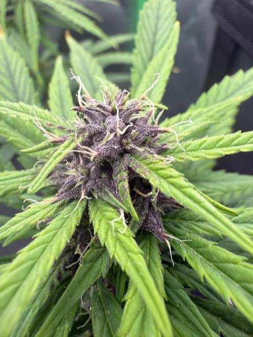 F2 Purple Auto Freak Hunt 400+seeds. Week 0 - Sherman’s Tactics (Blueberry Kush x Anvil)

Male Lineage
