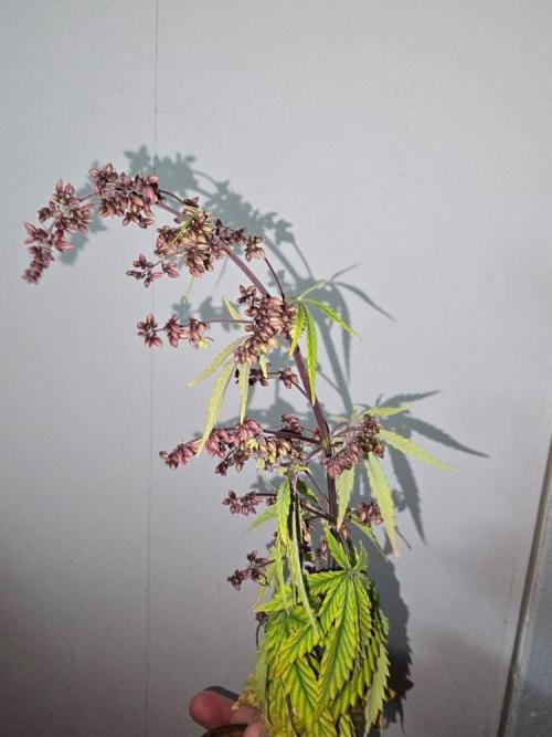 F2 Purple Auto Freak Hunt 400+seeds. Week 0 - Sherman’s Tactics (Blueberry Kush x Anvil)

Male Lineage
