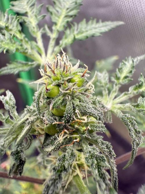 F2 Purple Auto Freak Hunt 400+seeds. Week 0 - CaliFrosty’s (BlackBerry Kush X Berry Freak) Auto Freak

Female lineage 