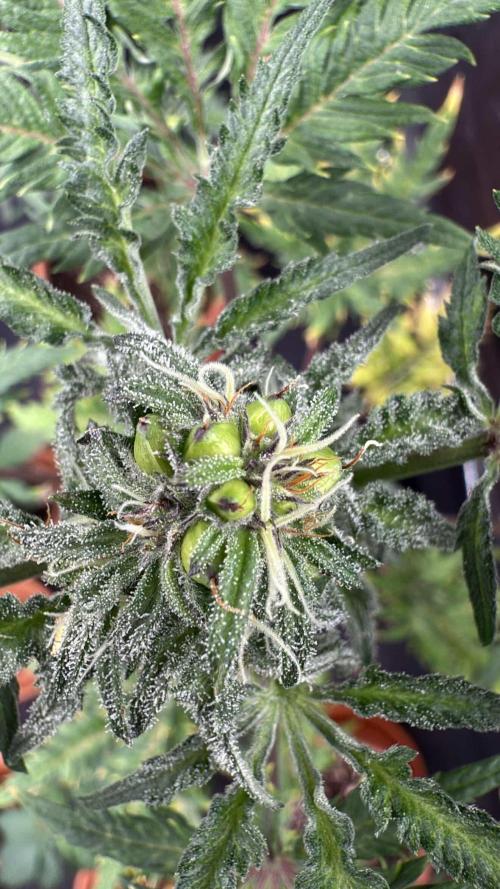 F2 Purple Auto Freak Hunt 400+seeds. Week 0 - CaliFrosty’s (BlackBerry Kush X Berry Freak) Auto Freak

Female lineage 