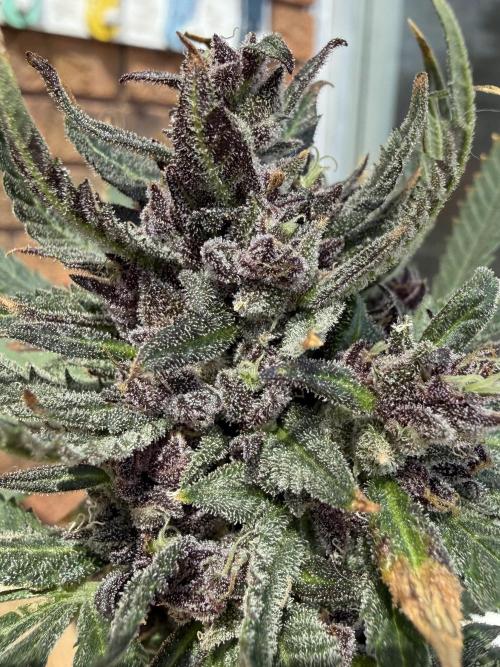 F2 Purple Auto Freak Hunt 400+seeds. Week 0 - Introducing Frumplepuff’s Freakurple Auto F1 

Her offspring is my focus