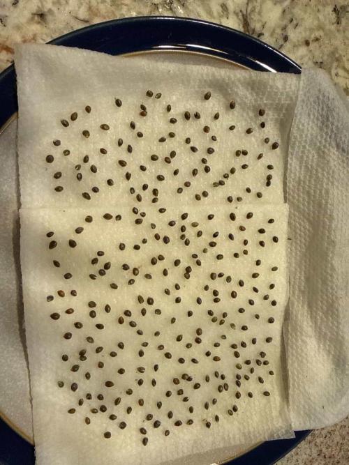 F2 Purple Auto Freak Hunt 400+seeds. Week 0 - F2 Tips sanded, soaked in jar of tap water for 24h.Dropped in moist paper towel 