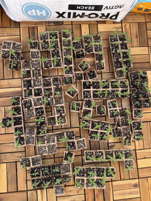 F2 Purple Auto Freak Hunt 400+seeds. Week 0 - Peat trays for first 150+ Huge waste of time and space 😓