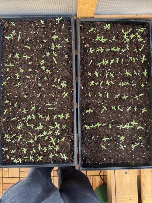 F2 Purple Auto Freak Hunt 400+seeds. Week 0 - These trays worked so nicely lightly packed with soil, lightly water saturated 