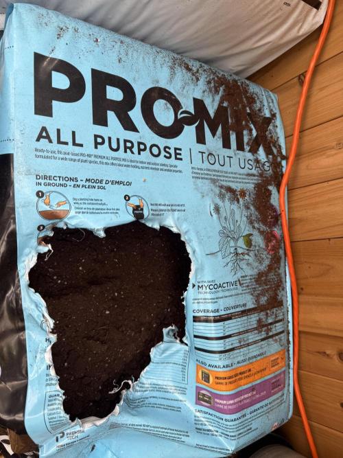 F2 Purple Auto Freak Hunt 400+seeds. Week 0 - I use this lightly packed and lightly saturated. Holds water well for seedling!