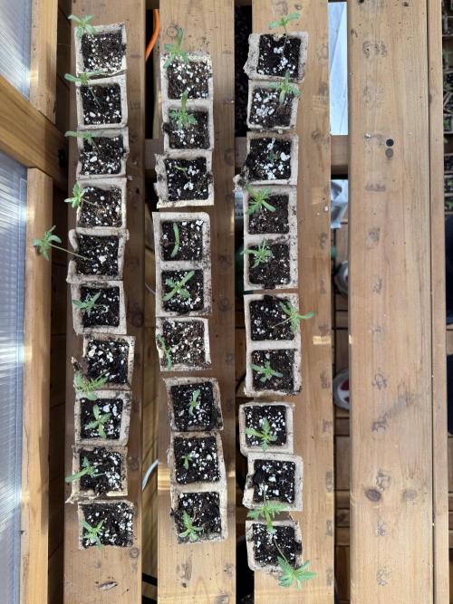 F2 Purple Auto Freak Hunt 400+seeds. Week 0 - My first F2 Freakurple Seedlings! 😃
