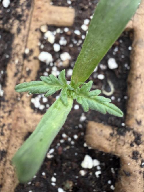 F2 Purple Auto Freak Hunt 400+seeds. Week 1