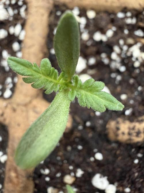 F2 Purple Auto Freak Hunt 400+seeds. Week 1