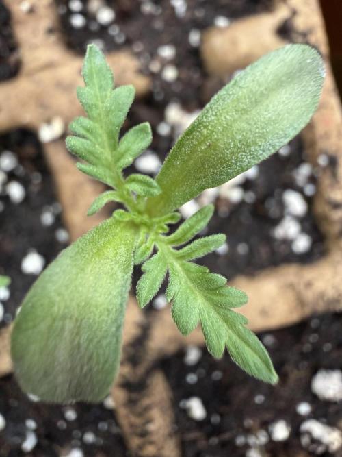 F2 Purple Auto Freak Hunt 400+seeds. Week 1