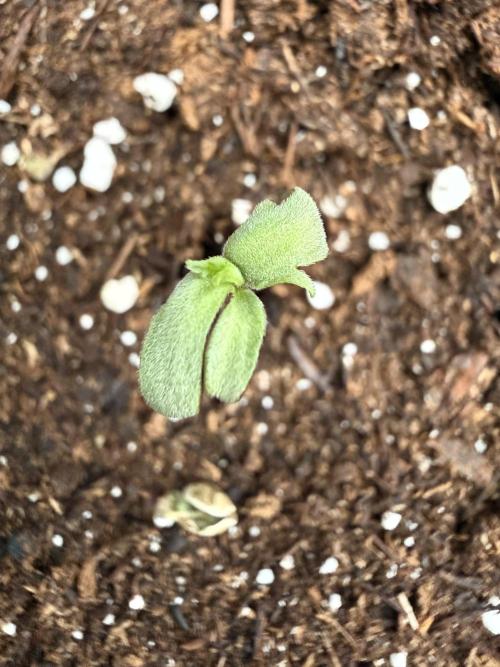 F2 Purple Auto Freak Hunt 400+seeds. Week 1