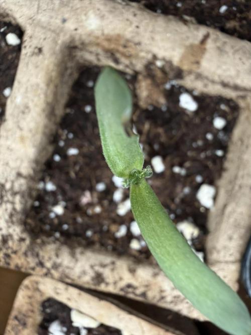 F2 Purple Auto Freak Hunt 400+seeds. Week 1