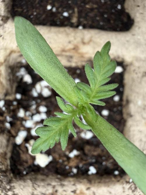F2 Purple Auto Freak Hunt 400+seeds. Week 1
