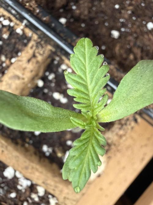 F2 Purple Auto Freak Hunt 400+seeds. Week 1