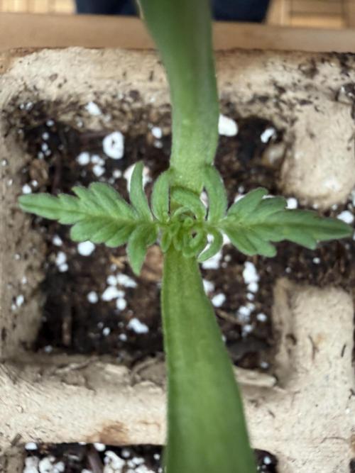 F2 Purple Auto Freak Hunt 400+seeds. Week 1