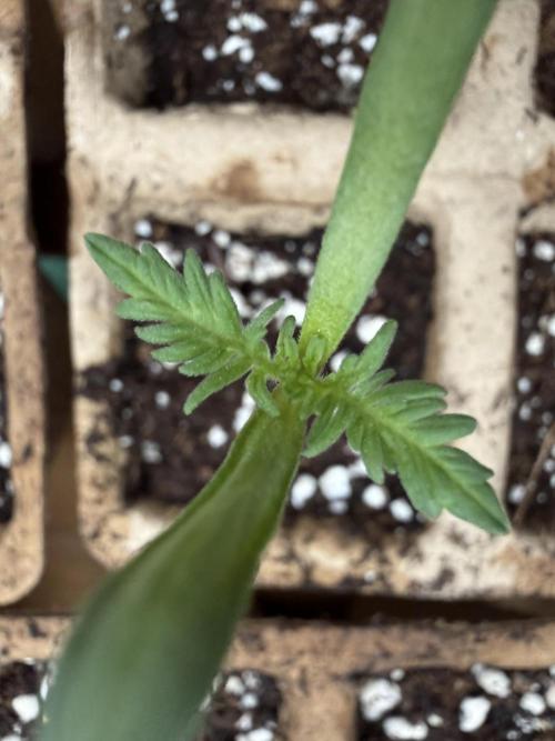 F2 Purple Auto Freak Hunt 400+seeds. Week 1