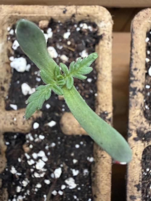 F2 Purple Auto Freak Hunt 400+seeds. Week 1