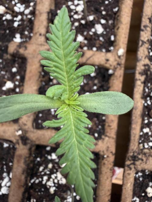 F2 Purple Auto Freak Hunt 400+seeds. Week 1