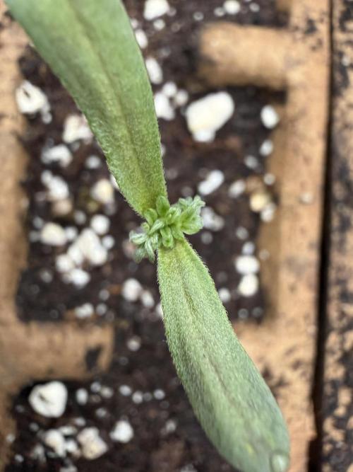 F2 Purple Auto Freak Hunt 400+seeds. Week 1